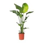 Análisis de las Mejores Macetas Retro para Plantas Ave del Paraíso: Encuentra la Ideal para Tu Hogar Análisis de las Mejores Macetas Retro para Plantas Ave del Paraíso: Encuentra la Ideal para Tu Hogar